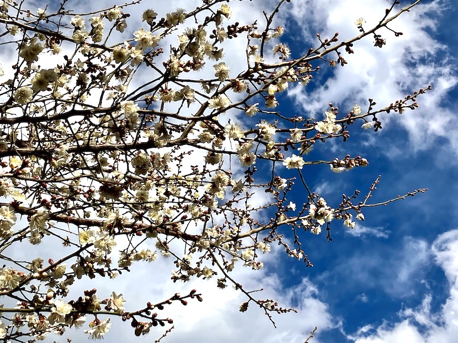 戦争と「岩波文庫」ではなく「岩波新書」ー 言論統制まっただなかの創刊